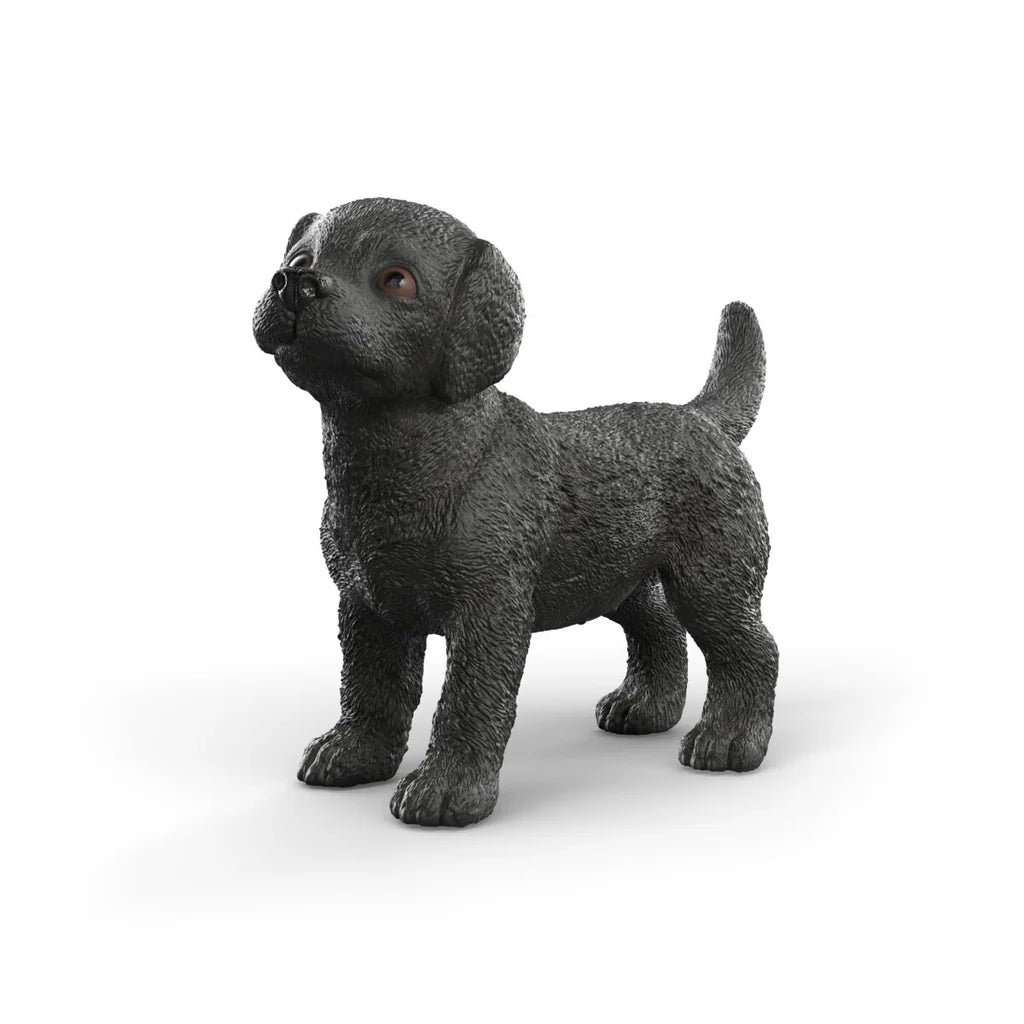 Black Labrador Retriever Puppy