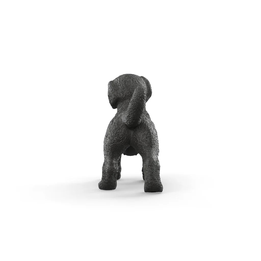 Black Labrador Retriever Puppy