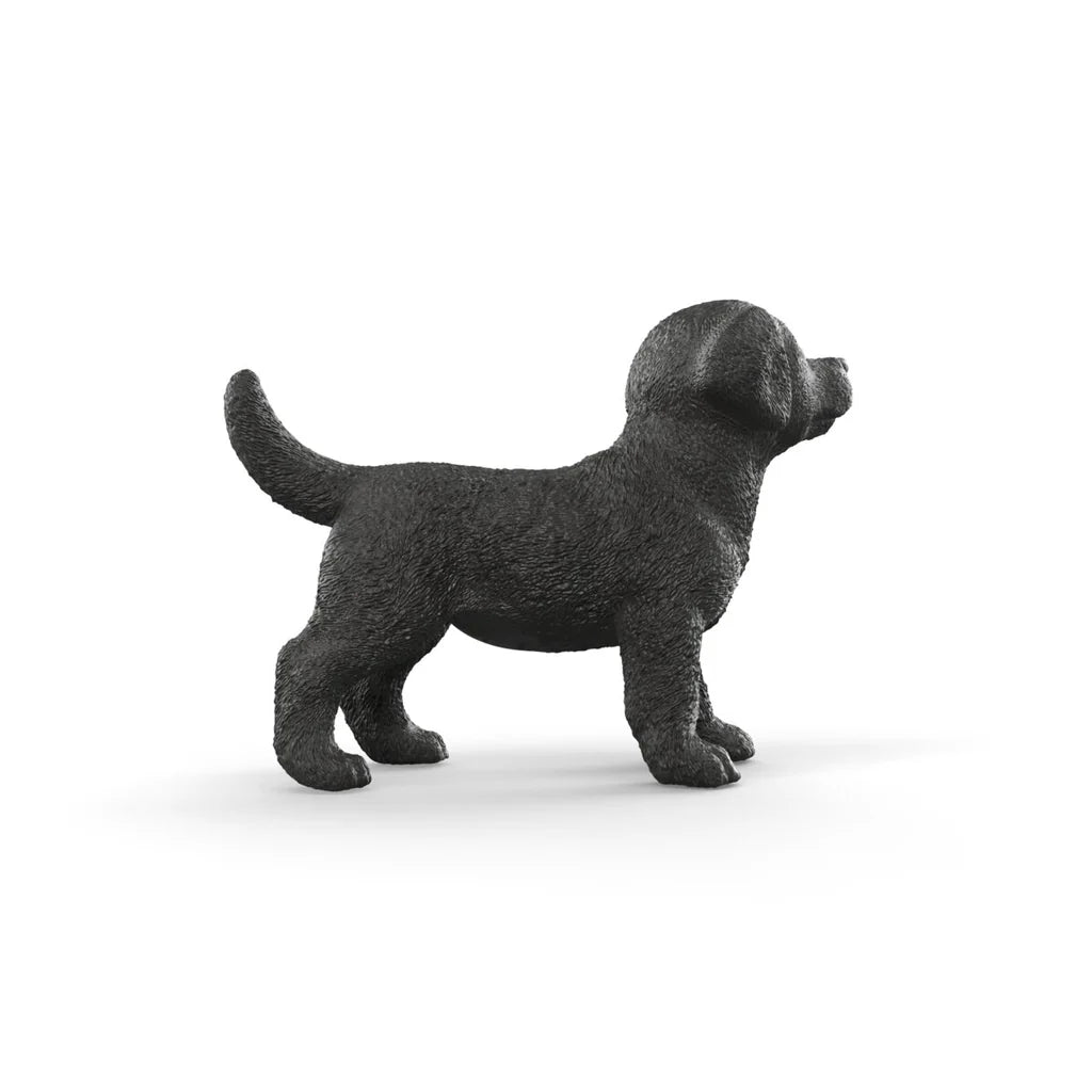 Black Labrador Retriever Puppy