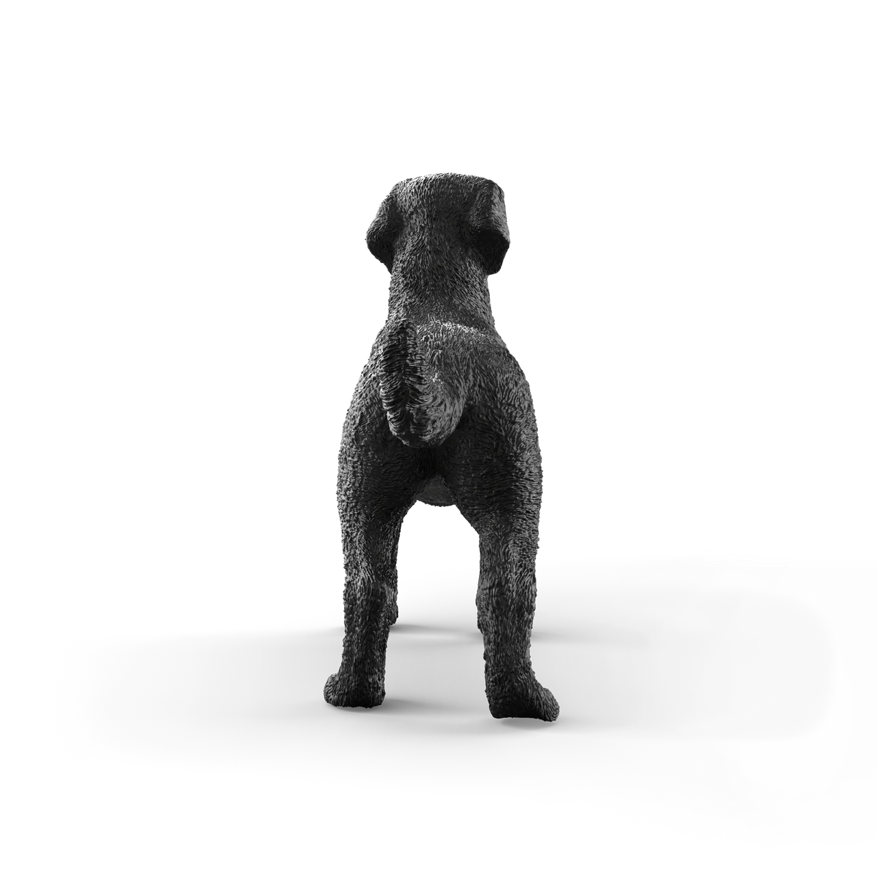 Black Labrador Retriever Female