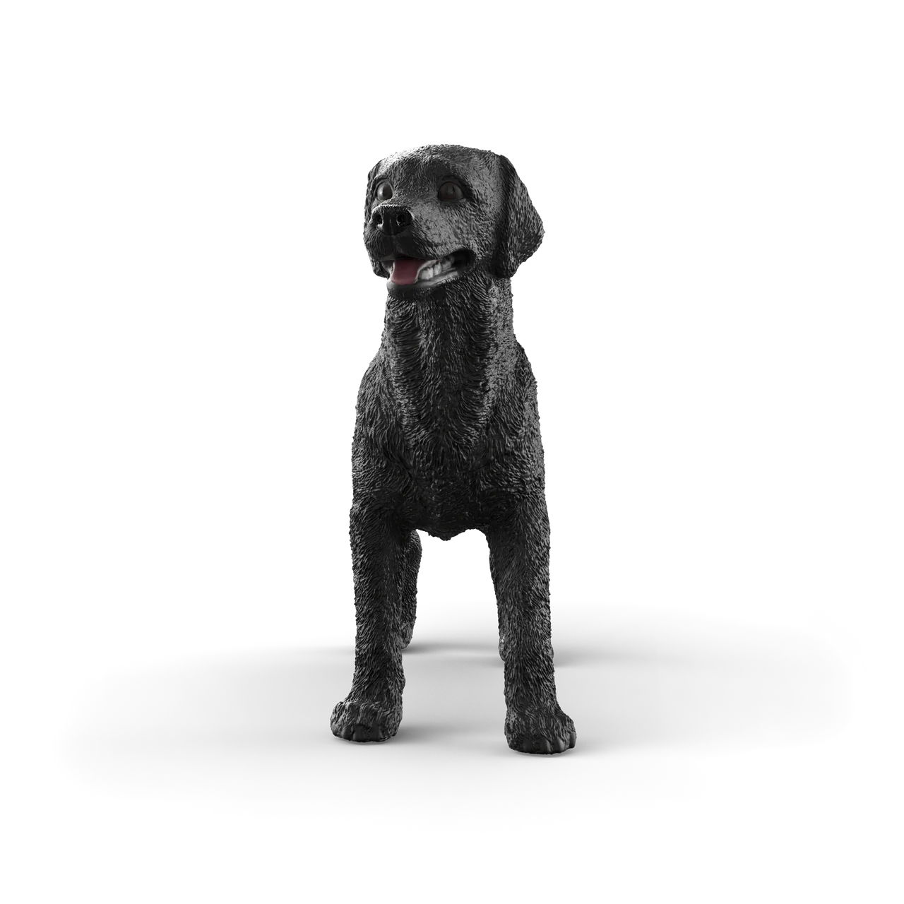 Black Labrador Retriever Female