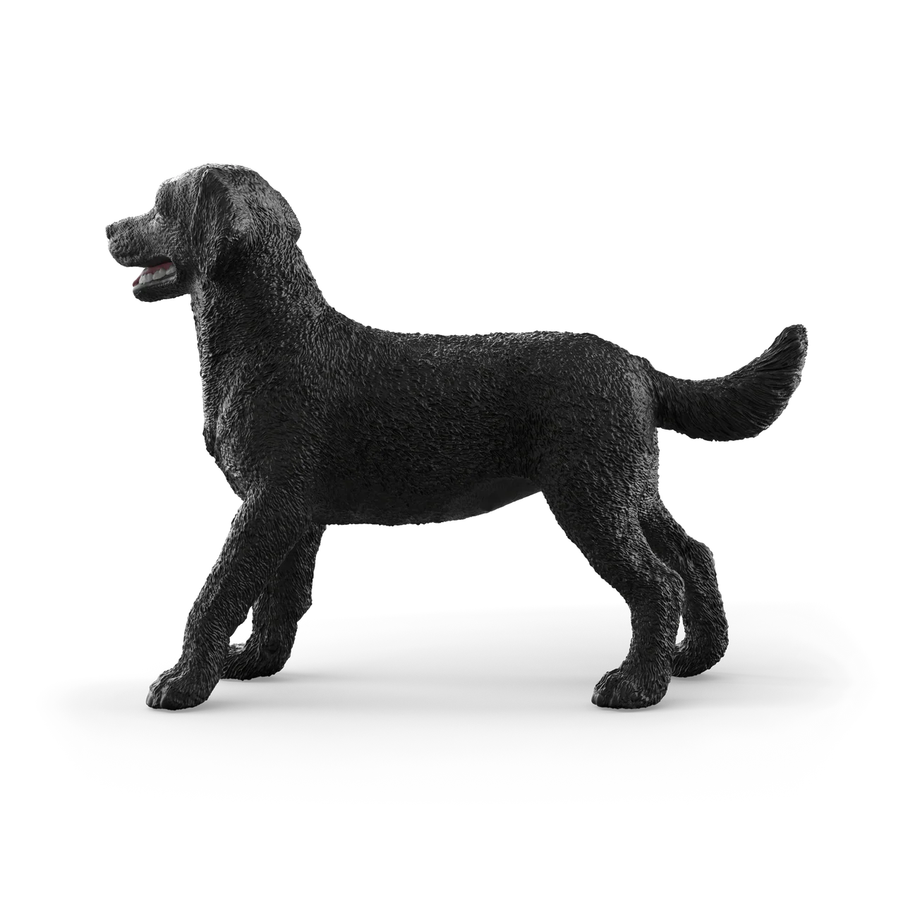 Black Labrador Retriever Female