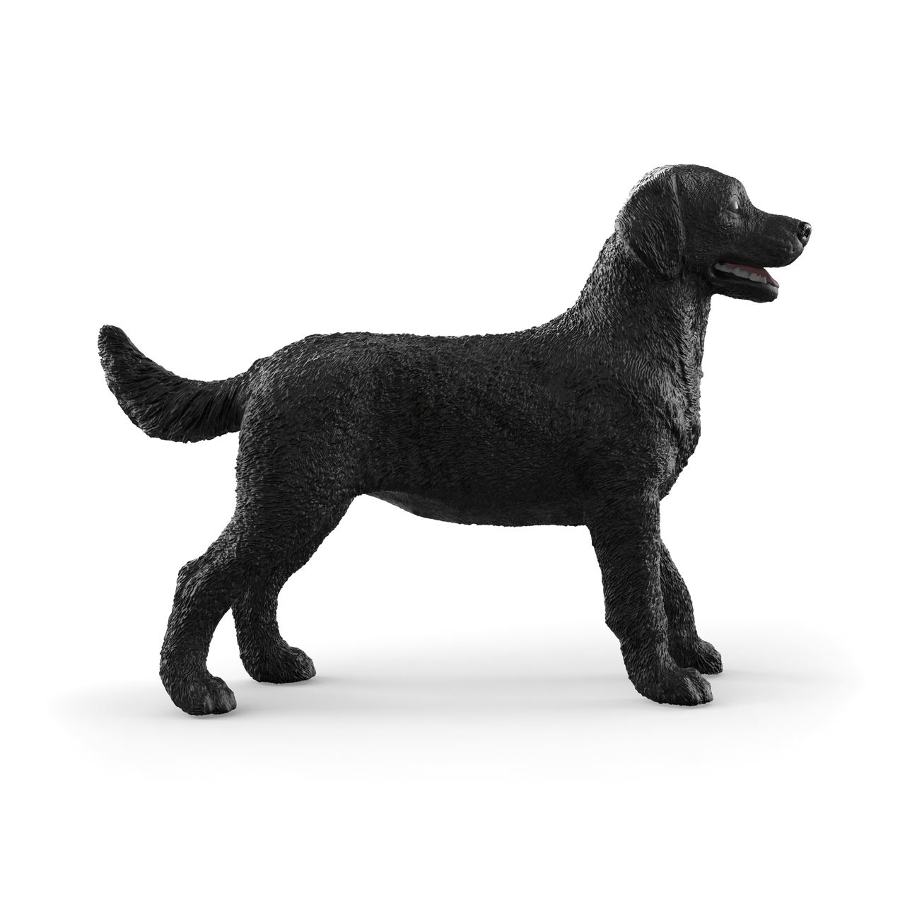 Black Labrador Retriever Female