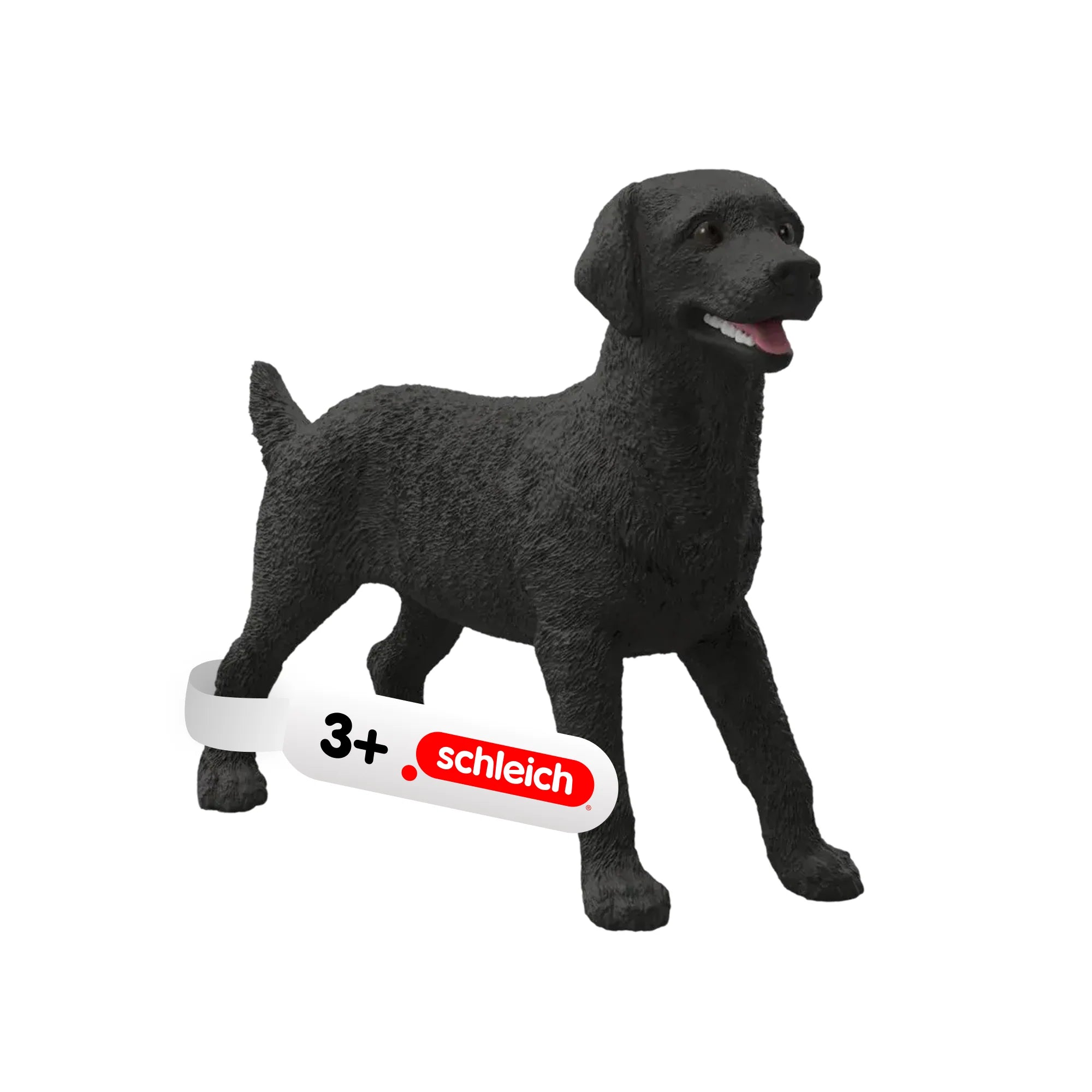 Black Labrador Retriever Female