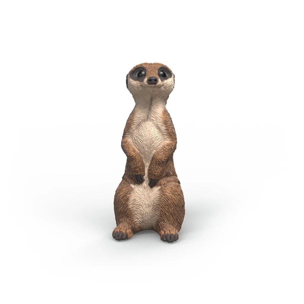 Meerkat