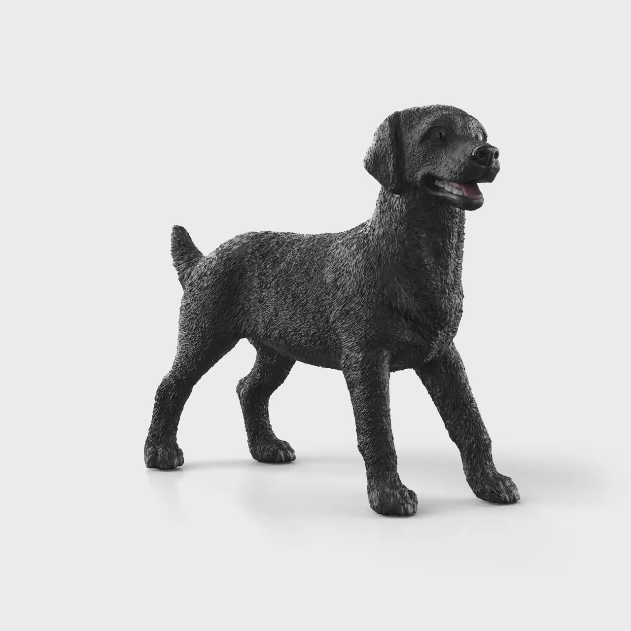 Black Labrador Retriever Female