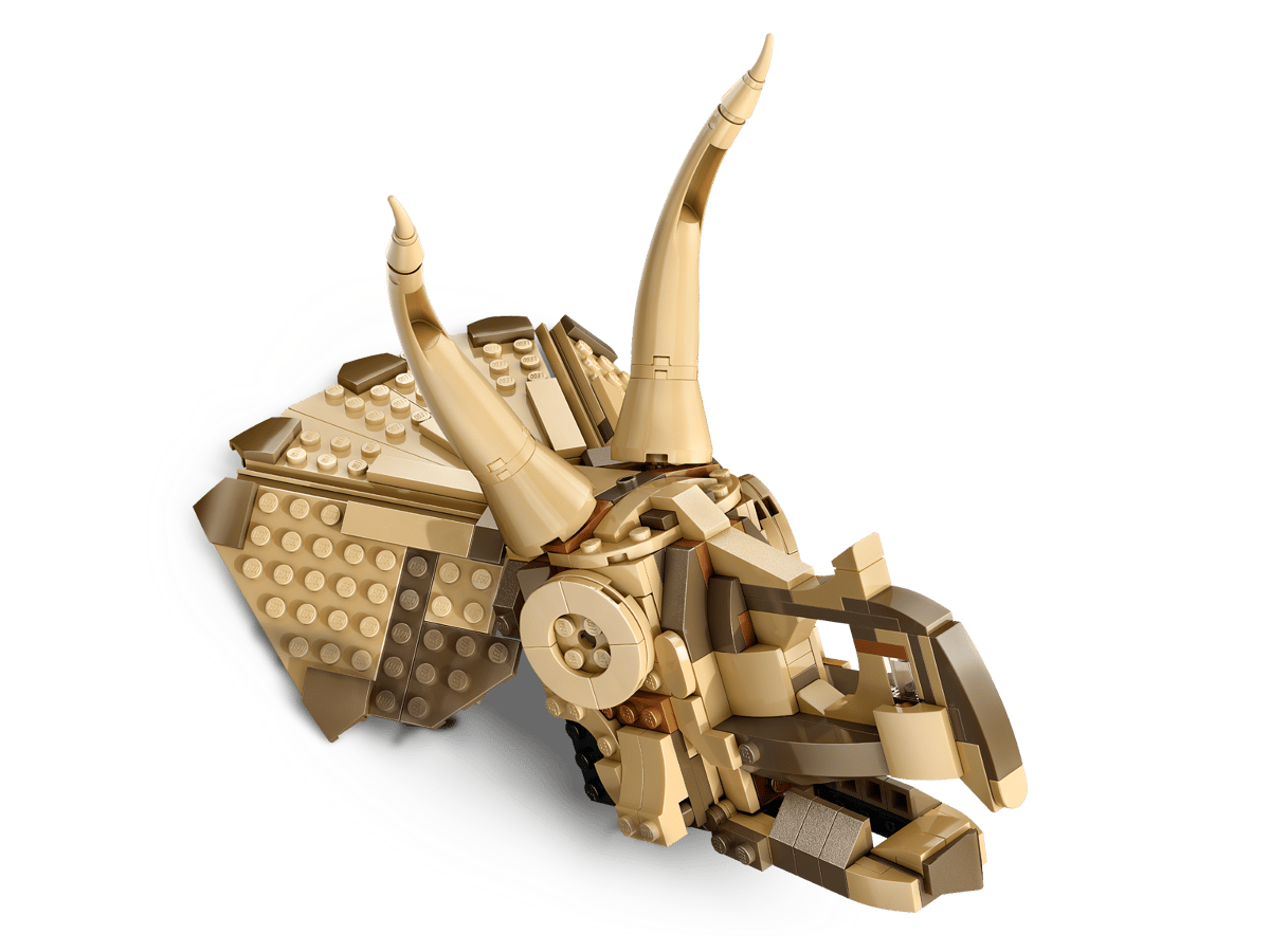 Dinosaur Fossils: Triceratops