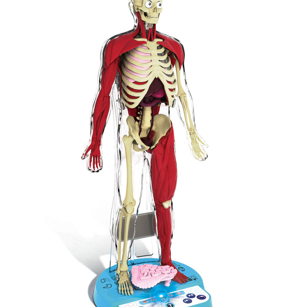 SLT Ultimate Squishy Human Body Lab