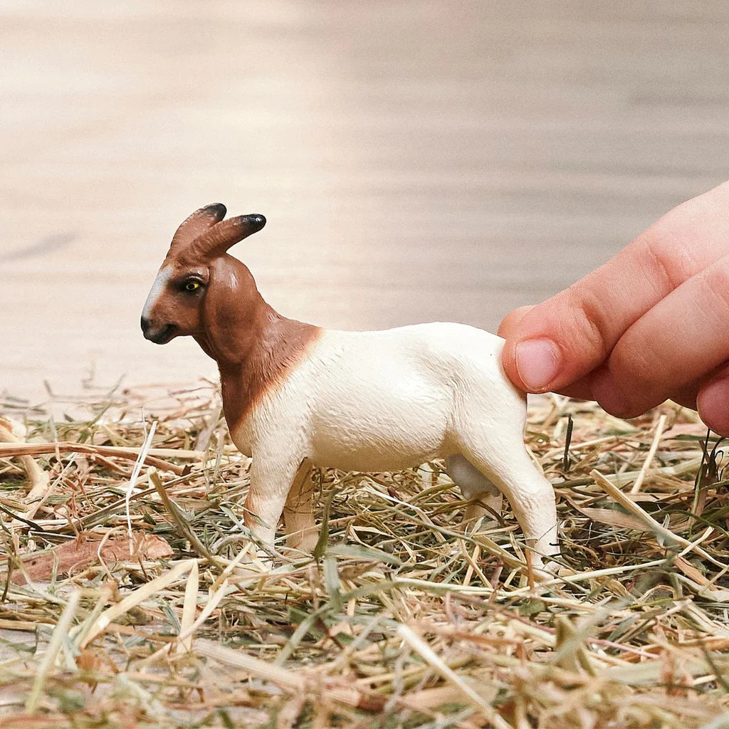 Boer Goat