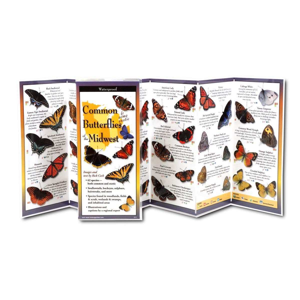 Common Butterflies of the Midwest