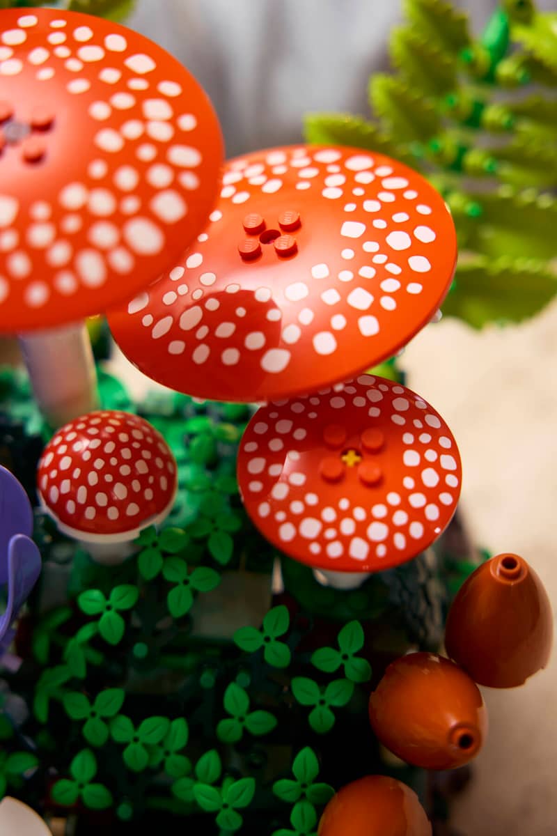 Woodland Mushrooms