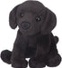 Lucy Black Lab