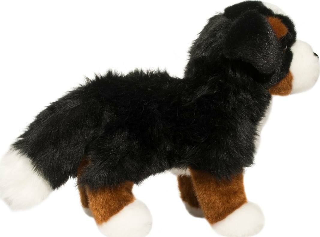 Stevie Bernese Mountain Dog