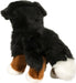 Stevie Bernese Mountain Dog