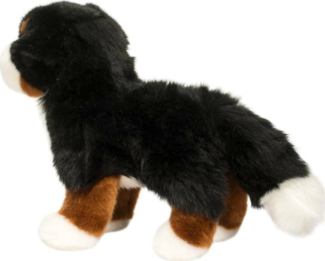 Stevie Bernese Mountain Dog