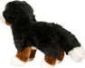 Stevie Bernese Mountain Dog