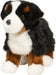 Stevie Bernese Mountain Dog