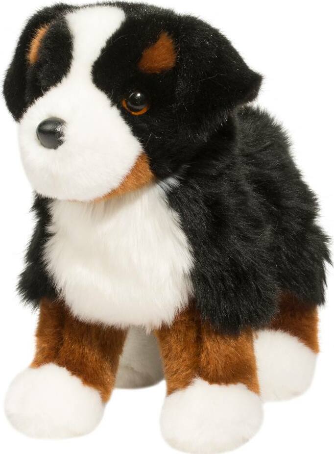 Stevie Bernese Mountain Dog