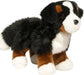 Stevie Bernese Mountain Dog