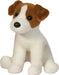 Fiona Jack Russell Terrier