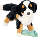 Trevor Bernese Mountain Dog
