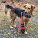 Chief German Shepherd