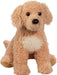 Noodle Goldendoodle