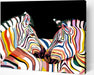 Zebras – Paint by Numbers Kit | Artwille | 14x18 inch Canvas
