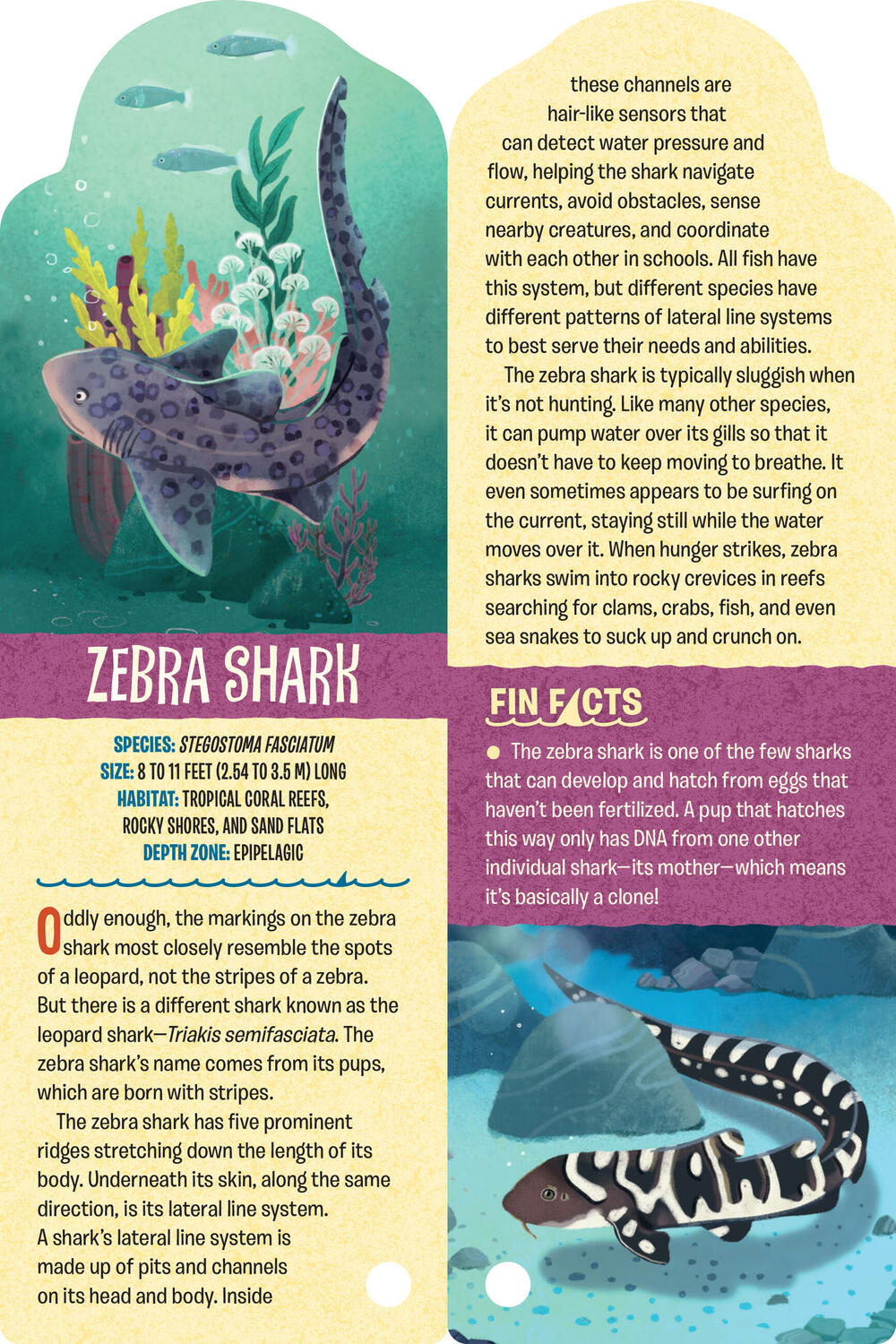 Fandex Kids: Sharks: Facts That Fit in Your Hand: 51 Sharks, Prehistoric Predators, and More Inside!