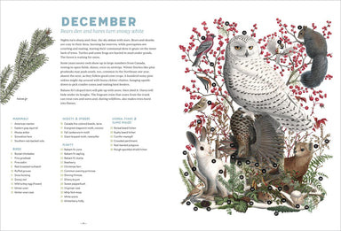 The Forest Revealed: An Illustrated Year