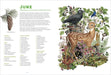 The Forest Revealed: An Illustrated Year