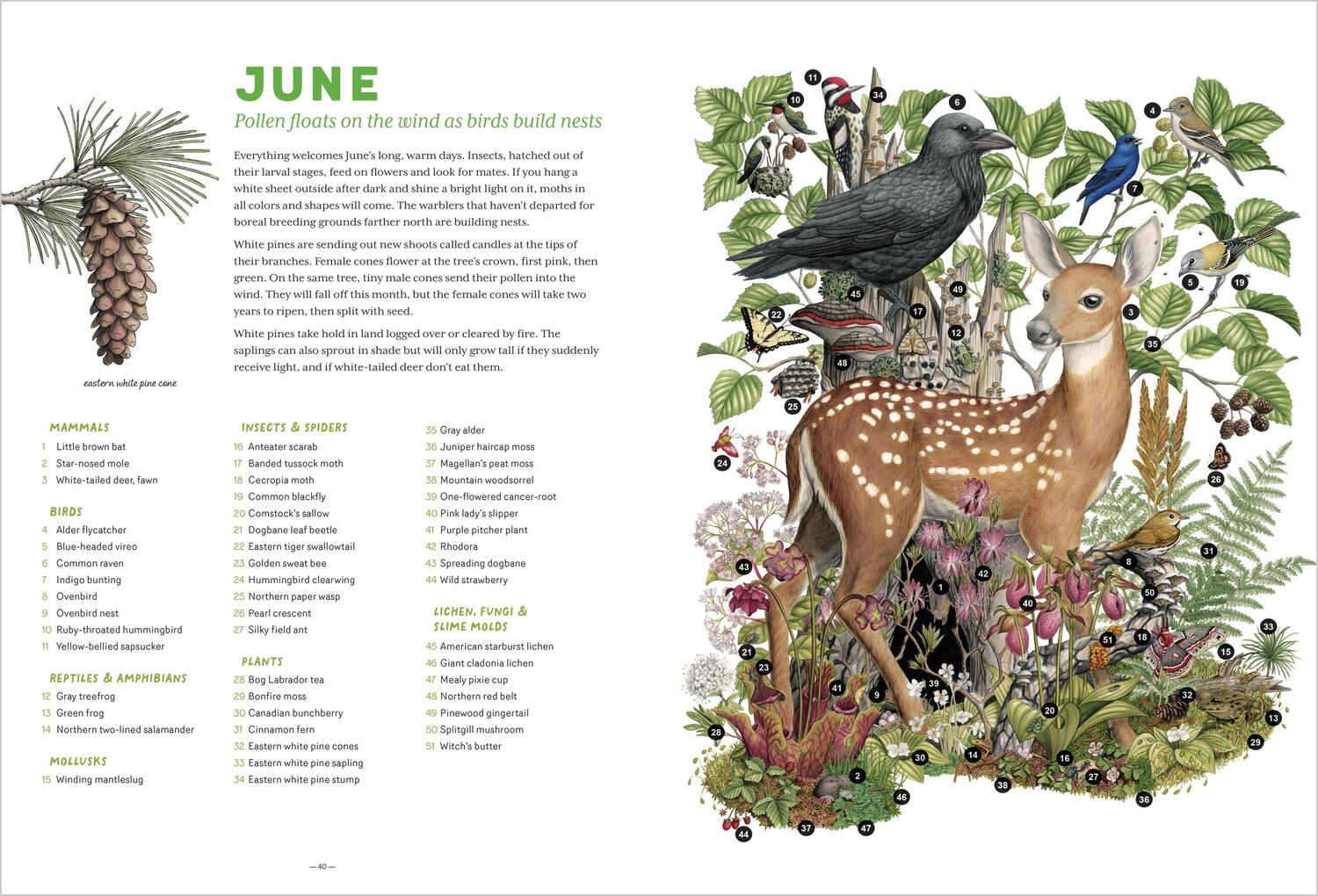 The Forest Revealed: An Illustrated Year