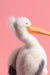 Keli Pelican