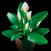LEGO Botanicals: Peace Lily