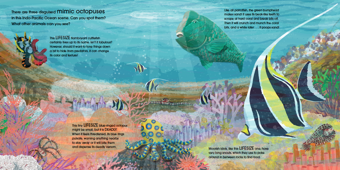 Lifesize Ocean Animals
