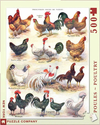 Poules - Poultry