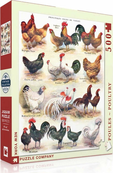 Poules - Poultry