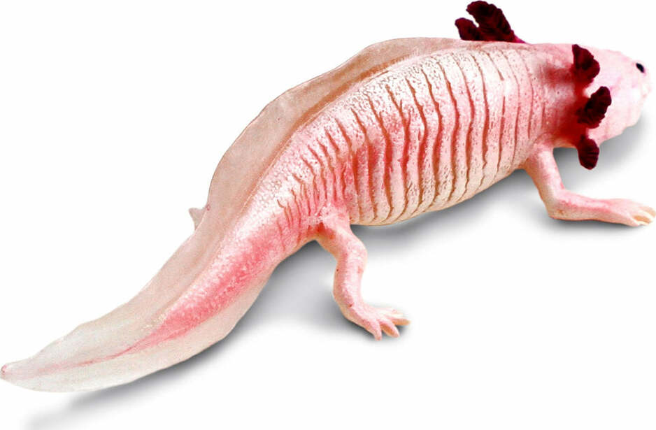 Axolotl Toy Figure