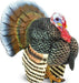 Turkey Toy