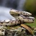 Boa Constrictor Toy