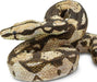 Boa Constrictor Toy