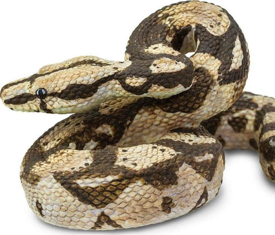 Boa Constrictor Toy