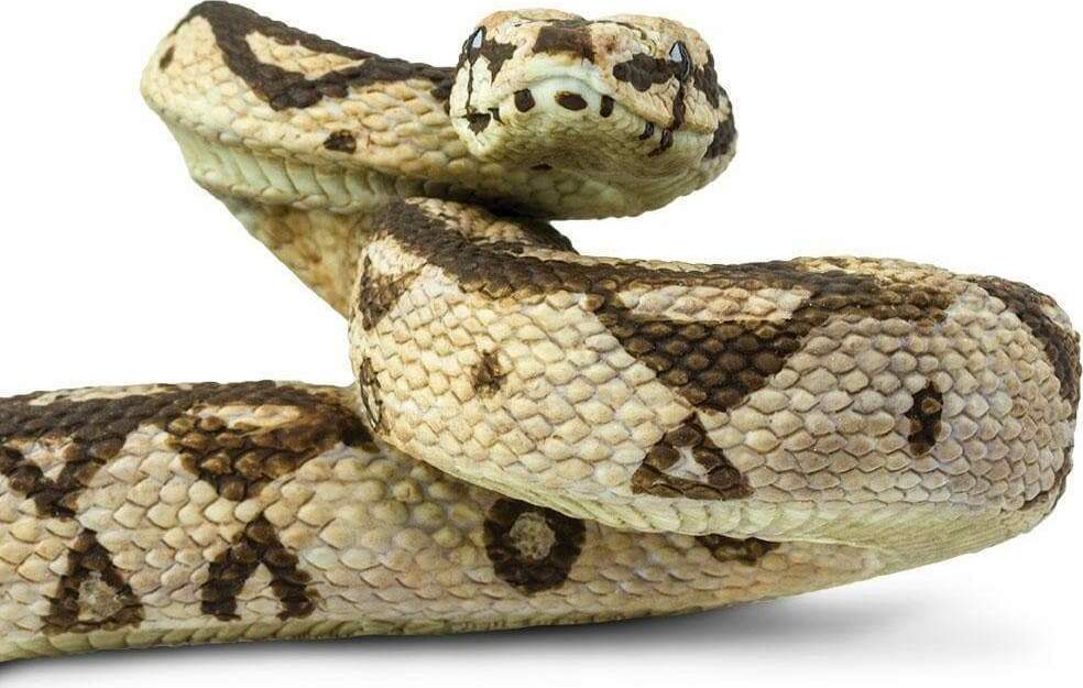 Boa Constrictor Toy
