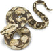 Boa Constrictor Toy