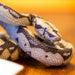 Boa Constrictor Toy