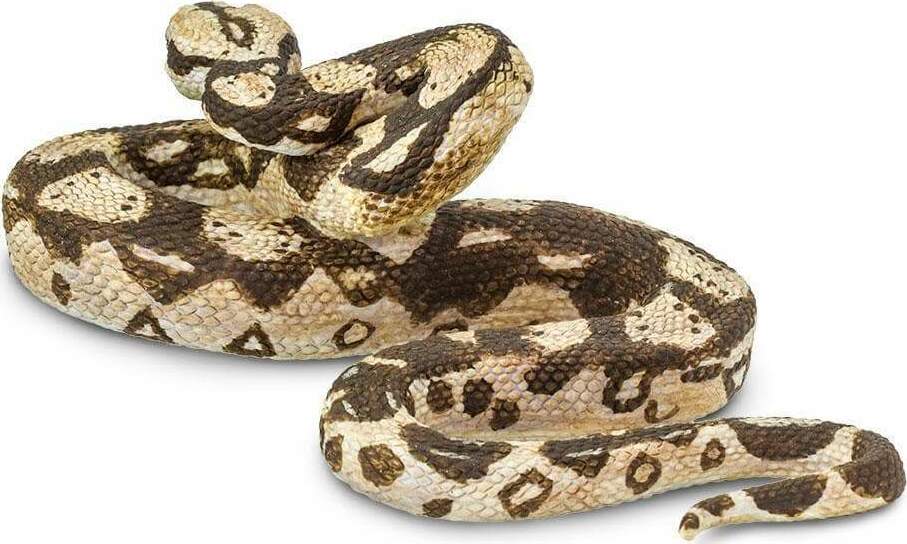 Boa Constrictor Toy
