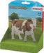 Simmental Cow