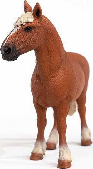 Belgian Draft Horse