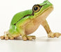schleich WILD LIFE European Tree Frog