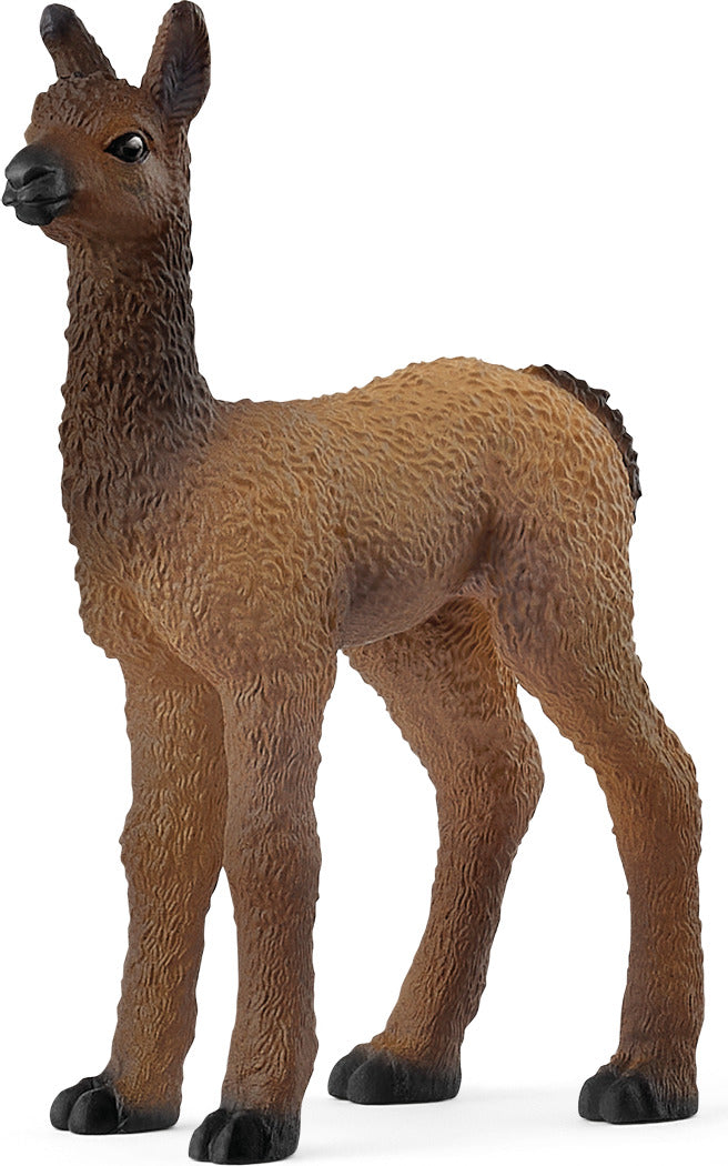Llama Foal